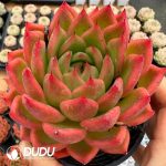 Echeveria As You Wish