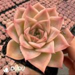 Echeveria Dream Butterfly