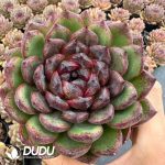 Echeveria Sugar Heart Chocolate