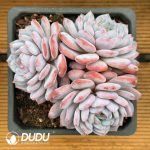 Echeveria Star Orange Clustering 3 Heads +