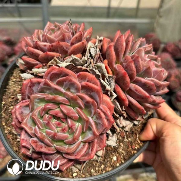 Echeveria Q Orange Clustering 3 Heads - Image 1