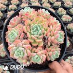 Echeveria Beauty Style Clustering