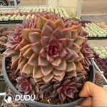 Echeveria Black Jade Kirin Clustering
