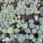(Seed Grown)Ferocactus Recurvus Seedlings 100 pcs