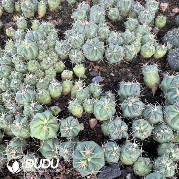 (Seed Grown)Ferocactus Recurvus Seedlings 100 pcs - Image 1