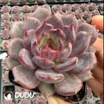 Echeveria Xuan Ying