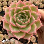 Echeveria Peninsula Rose