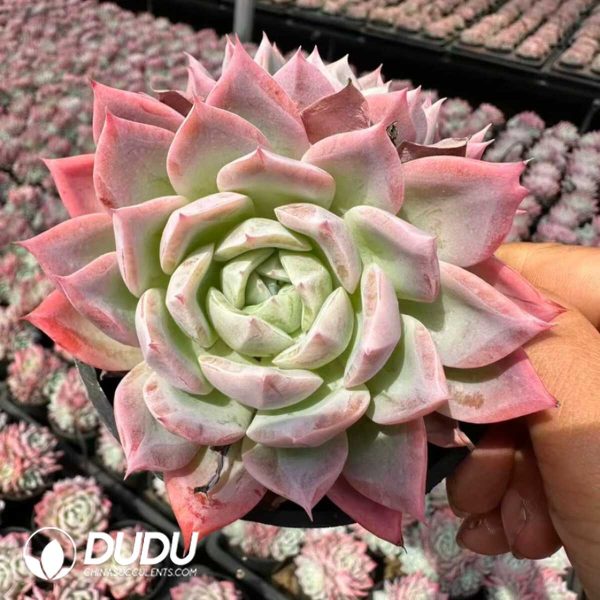 Echeveria Zhi Ruo Clustering 3 heads+ - Image 1