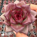 Echeveria Fat Rose