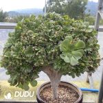 Aeonium canariense var. canariense Cristate