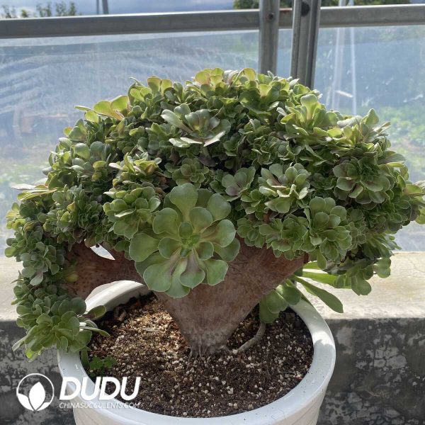 e201-78.jpg Aeonium Shao Xiu Cristata-10 - Image 1