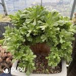 Aeonium Shao Xiu Cristata-11