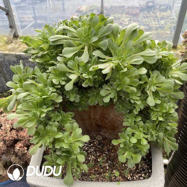 e201-79.jpg Aeonium Shao Xiu Cristata-11 - Image 1