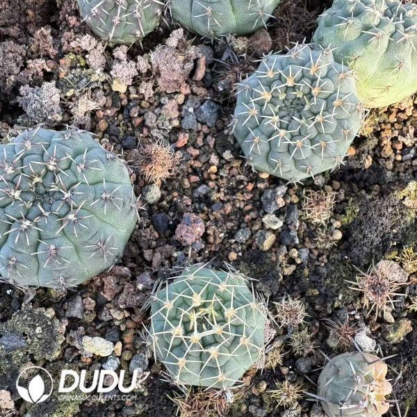 e201-8.jpg (Seed Grown)Gymnocalycium Stellatum var. Kleinianum 100 pcs - Image 1