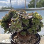 Aeonium Arboreum Velour European NO.1