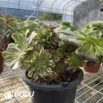 Aeonium Xianmo Cristata