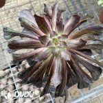 Aeonium Ink painting variegated