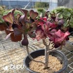 Aeonium Chanel Chimera Clustering -1