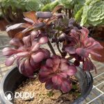 Aeonium Chanel Chimera Clustering -2