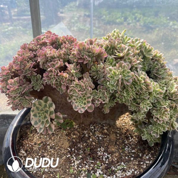 e201-85.jpg Aeonium Pink Witch Cristata-2 - Image 1