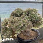 Aeonium Godness Cristata-1