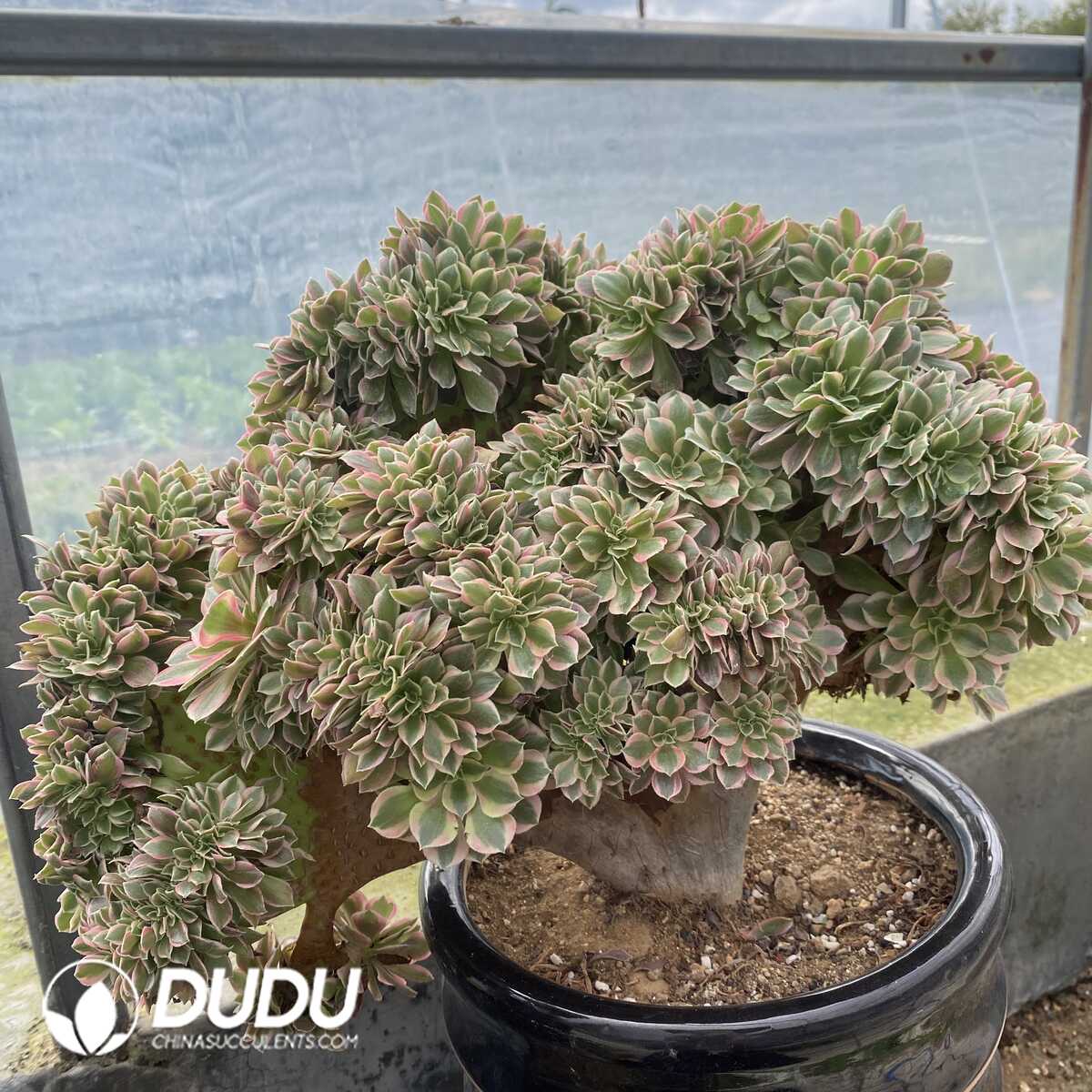 e201-86.jpg Aeonium Godness Cristata-1 - Image 1