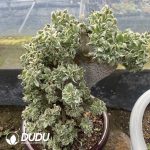 Aeonium Brilliant Cristata No.2