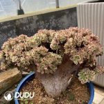 Aeonium Pink Witch Cristata-1