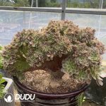 Aeonium Godness Cristata-2
