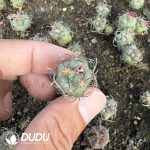 (Seed Grown)Thelocactus Hexaedrophorus Seedlings 100 pcs