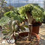 (Grafted)Aeonium NO.10