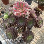 (Grafted)Aeonium NO.11