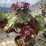 (Grafted)Aeonium NO.12