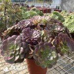 (Grafted)Aeonium NO.13