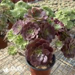 (Grafted)Aeonium NO.14