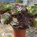 (Grafted)Aeonium NO.16