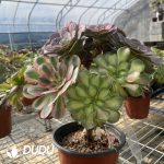 (Grafted)Aeonium NO.18