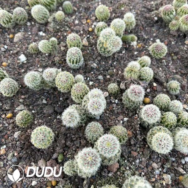 (Seed Grown)Echinocereus Rigidissimus Seedlings 100 pcs - Image 2