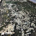 (Seed Grown)Notocactus Scopa Seedlings 100 pcs - Image 2