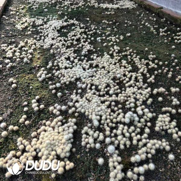 (Seed Grown)Notocactus Scopa Seedlings 100 pcs - Image 2