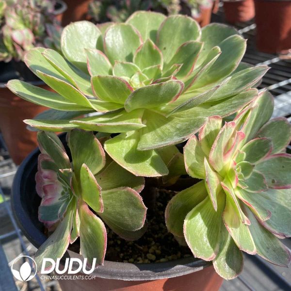 Aeonium Lotus Seat Clustering - Image 2