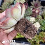 Soilless Echeveria Random Collection 20pcs - Image 2