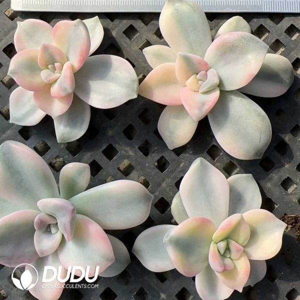 e202-105.jpg $0.7*500pcs Graptopetalum Purple Delight Variegated Cutting - Image 2