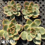 500pcs Echeveria Peach Variegated Cutting - Image 2