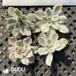 500pcs Echeveria Purple Buttetfly Variegated Cutting - Image 2