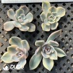500pcs Echeveria Hamburg Variegated Cutting - Image 2