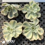 500pcs Echeveria Tsunami Variegated Cutting - Image 2