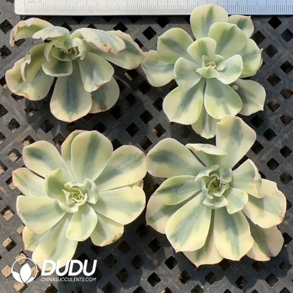 500pcs Echeveria Tsunami Variegated Cutting - Image 2