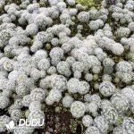 (Seed Grown)Mammillaria Plumosa Seedlings 100 pcs - Image 2