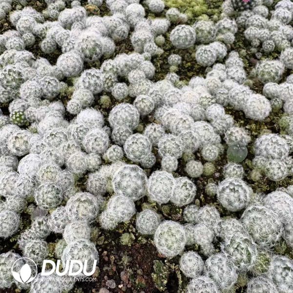 (Seed Grown)Mammillaria Plumosa Seedlings 100 pcs - Image 2